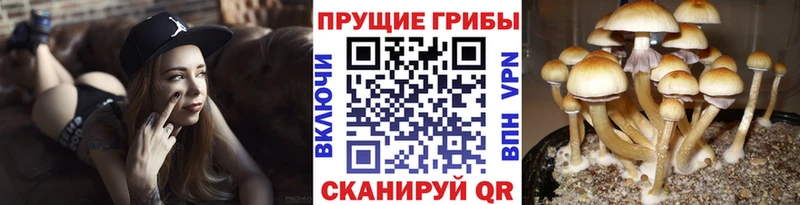 Псилоцибиновые грибы ЛСД  Минеральные Воды 